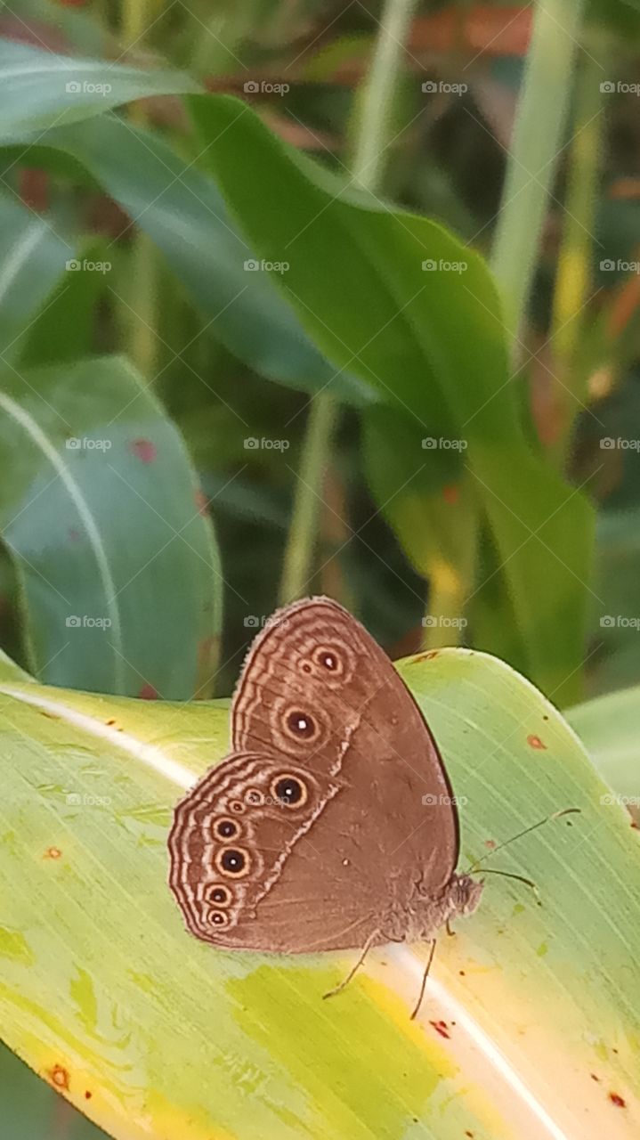 This butterfly is very nice click