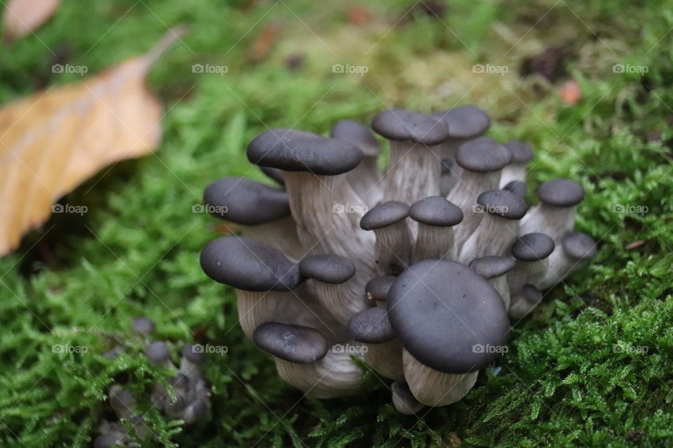 Mushroom Veluwezoom 