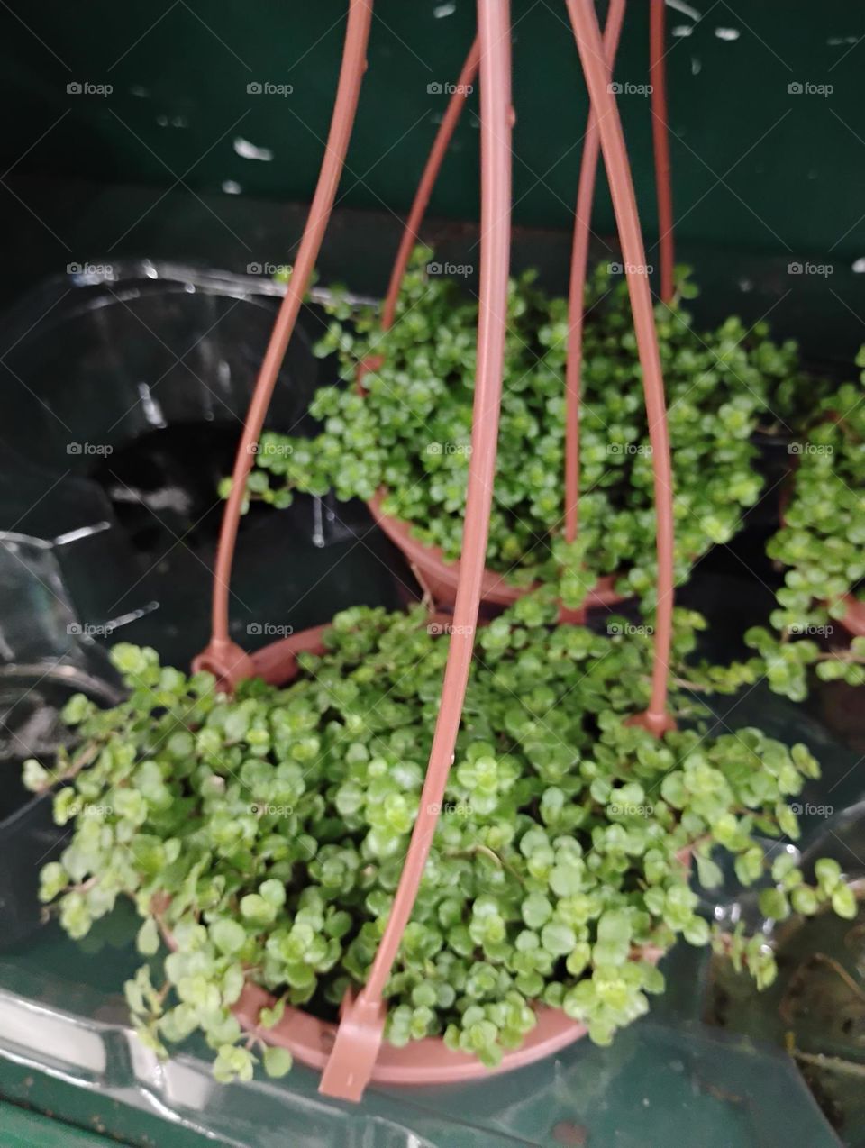 Barba de Moisés, cientificamente conhecida como Soleirolia Soleirolia, é um tipo de planta usada em vasos, ou como forrações em jardins e, muito utilizadas no mundo do paisagismo e do cultivo em ambientes internos.