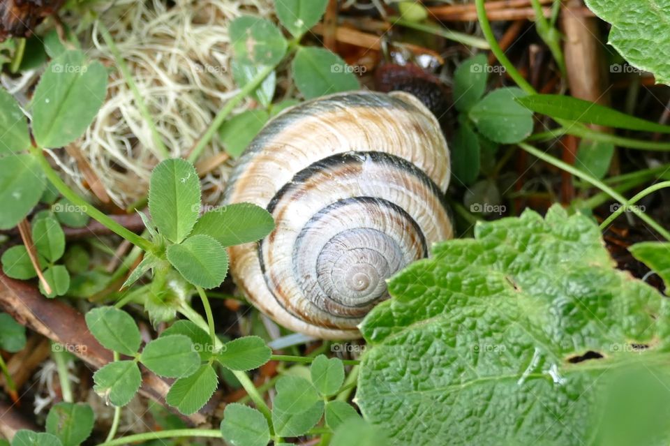 A snail found alongside a trail in SW Oregon.