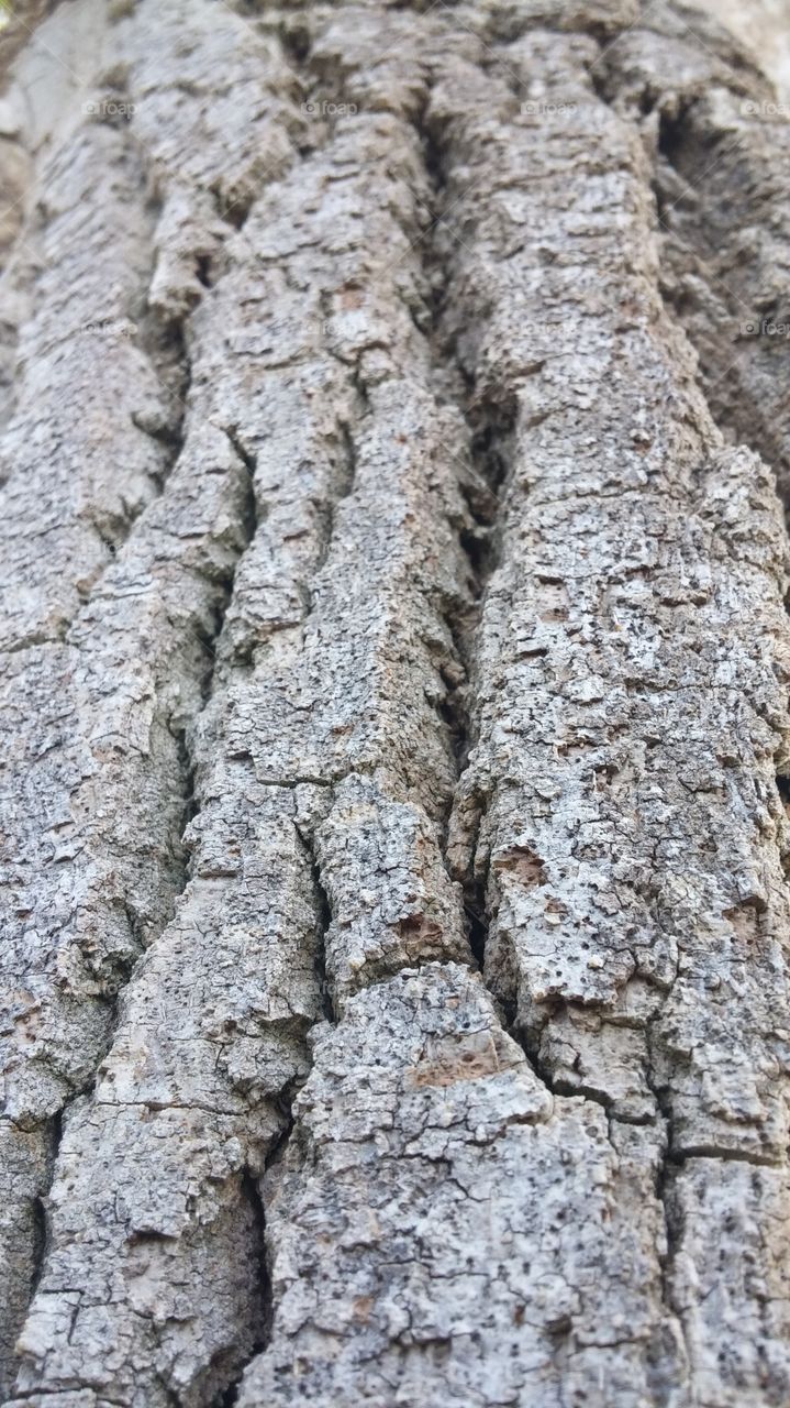 Capturing different angles of tree bark