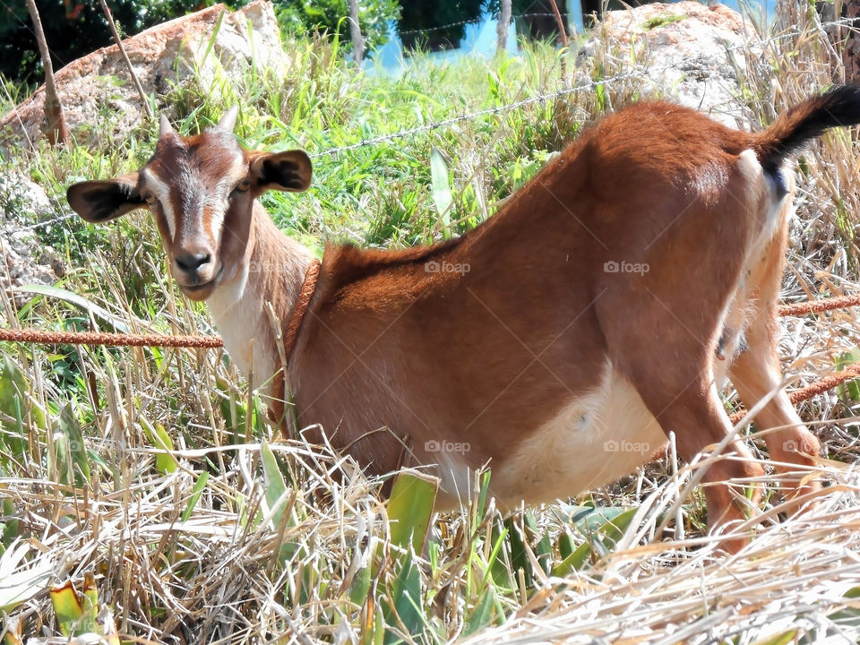 Curious Goat