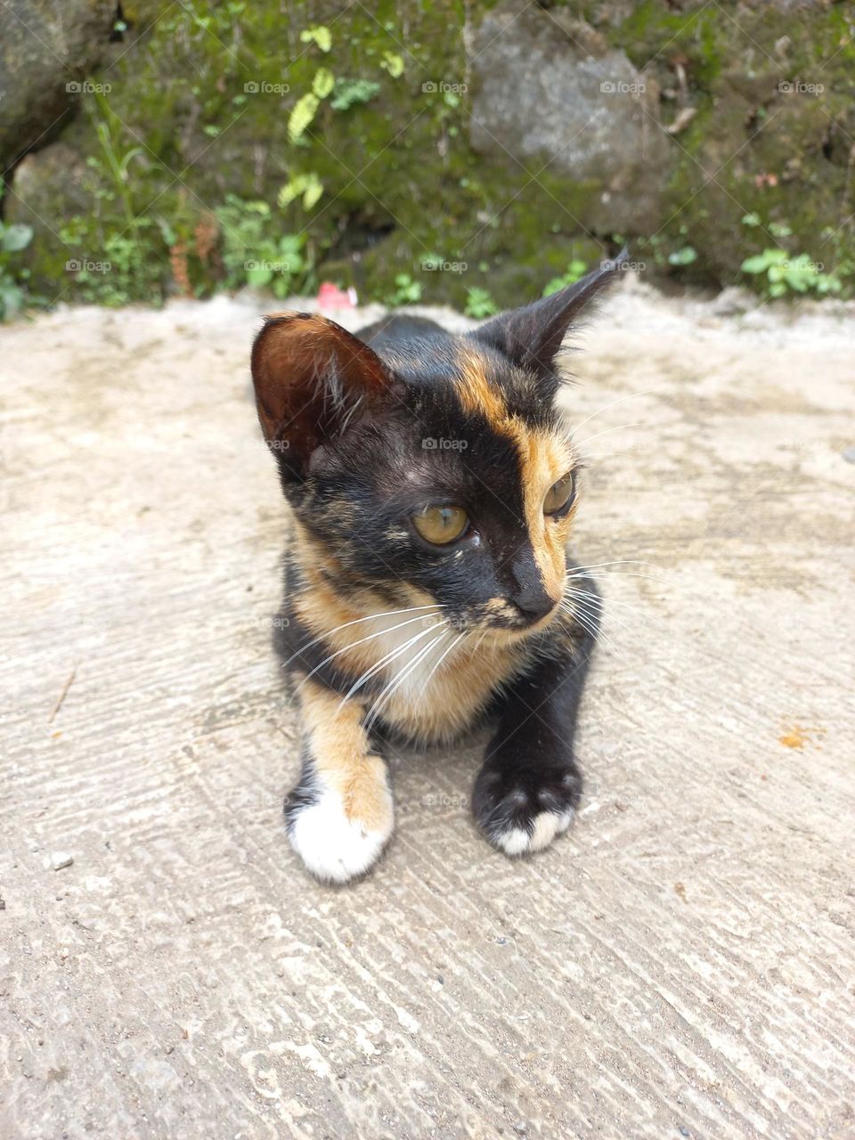 Striped cat with three beautiful colors