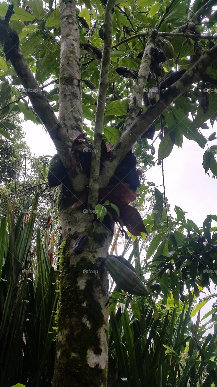 Cacao plant