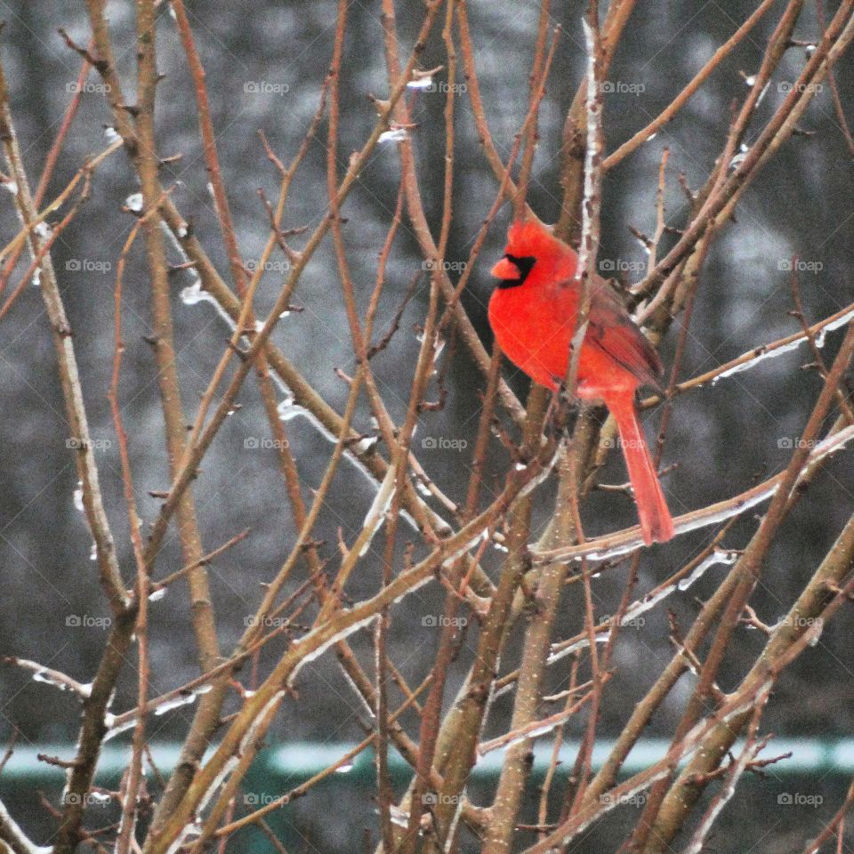 a cardinal hanging out on icy branches on a winter's day.