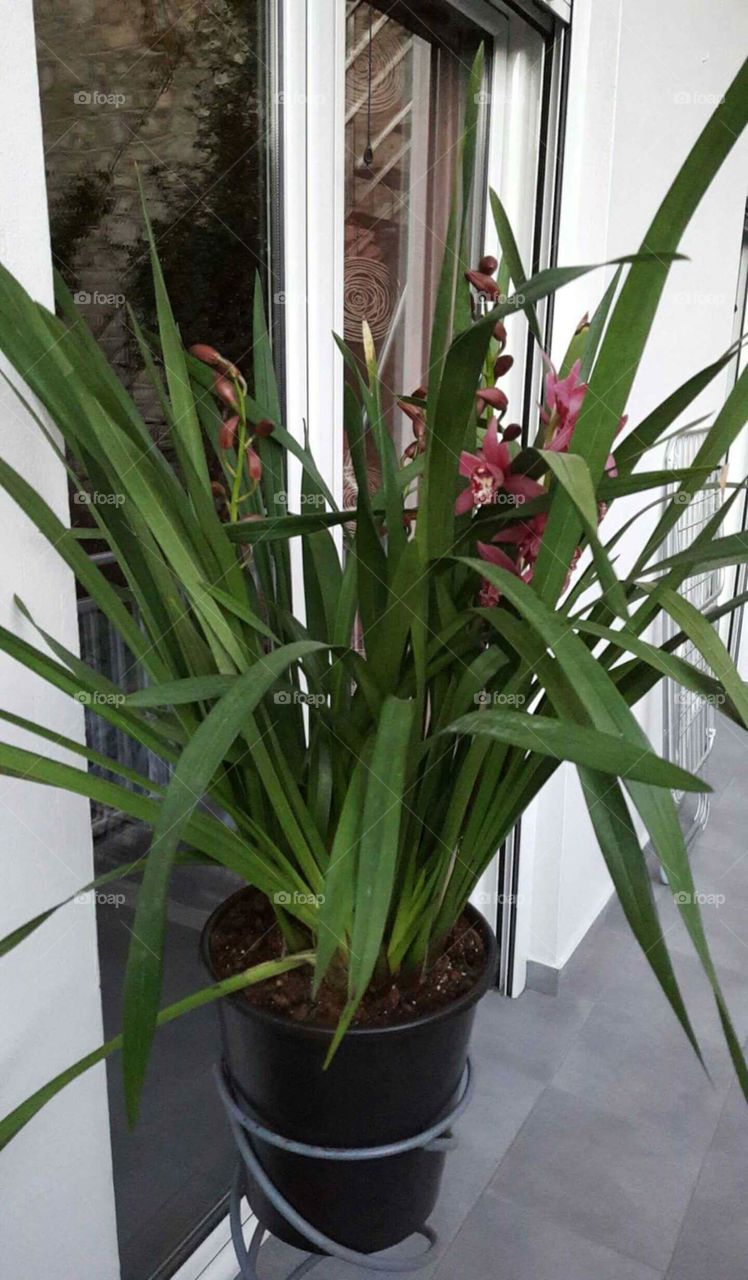 orhide