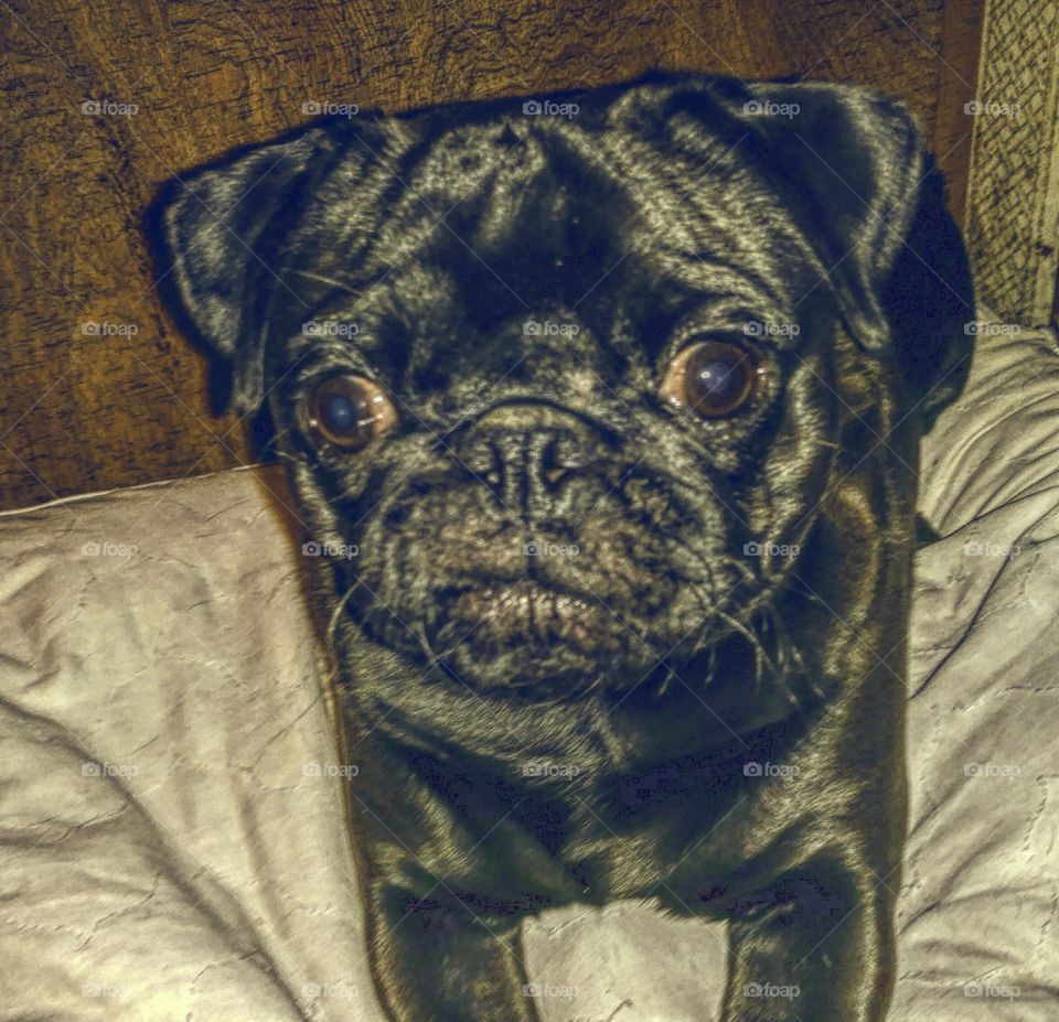 pug edit