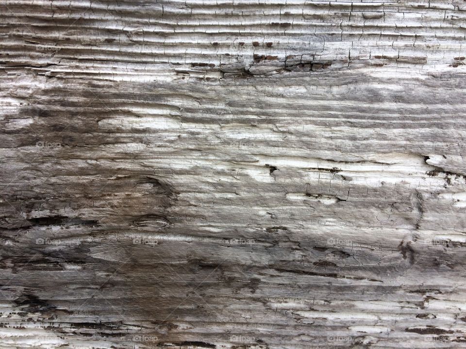 Old weathered wood at the beach