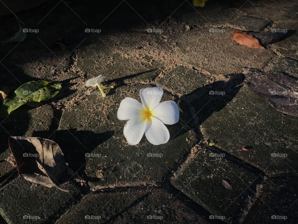 When flowers were down on the floor 