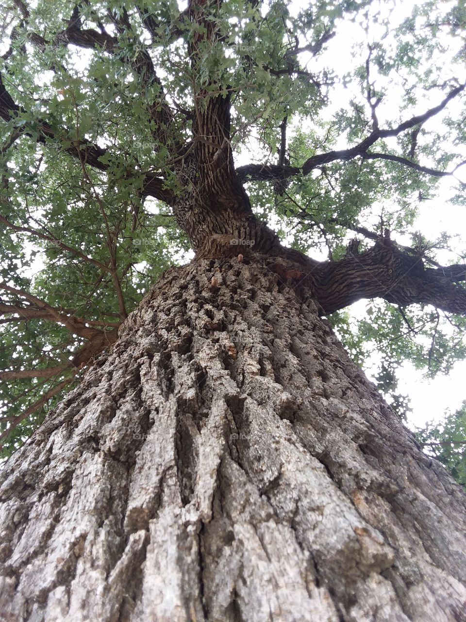 old oak tree