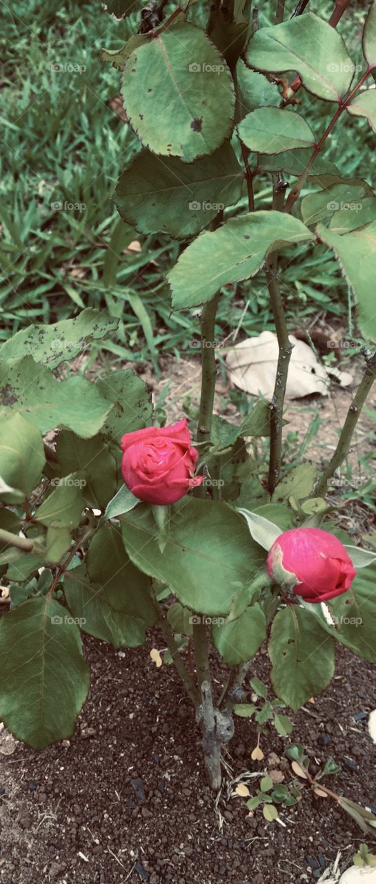 🇺🇸 Two rosebuds showing the beauty of the garden. / 🇧🇷 Dois botões de rosa mostrando a beleza do jardim. 