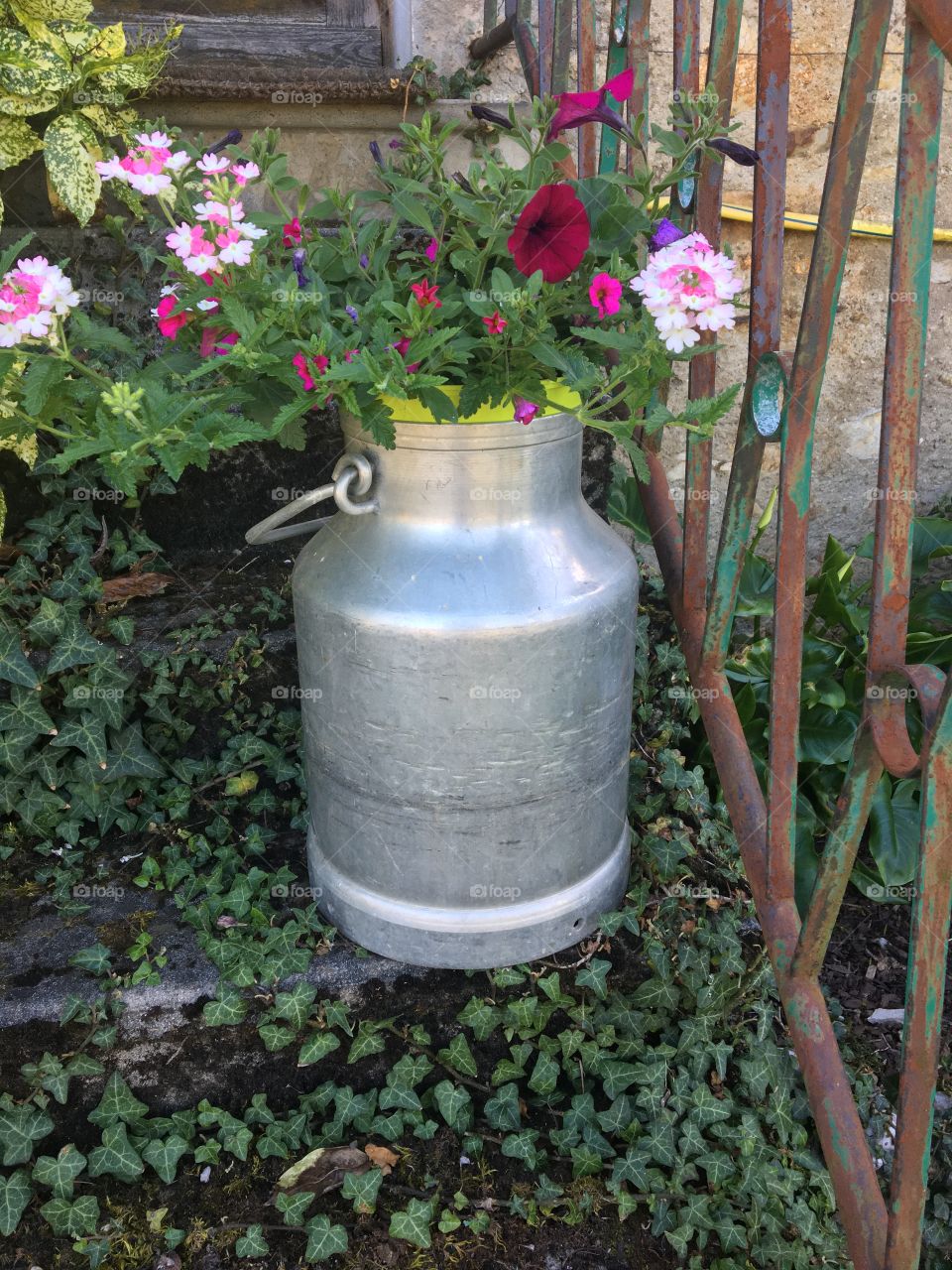 Old milk pot recycled with flowers