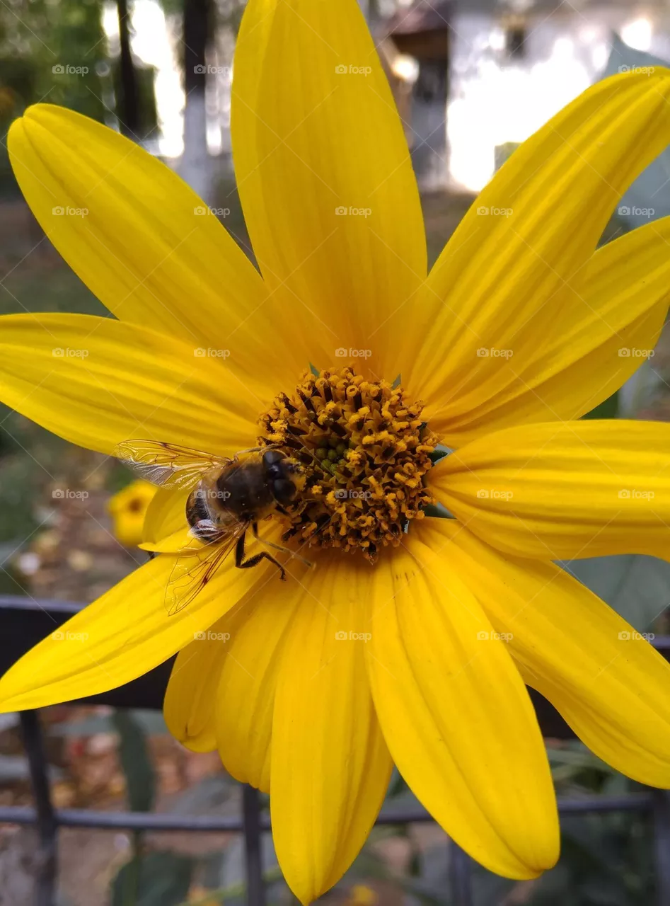 flower