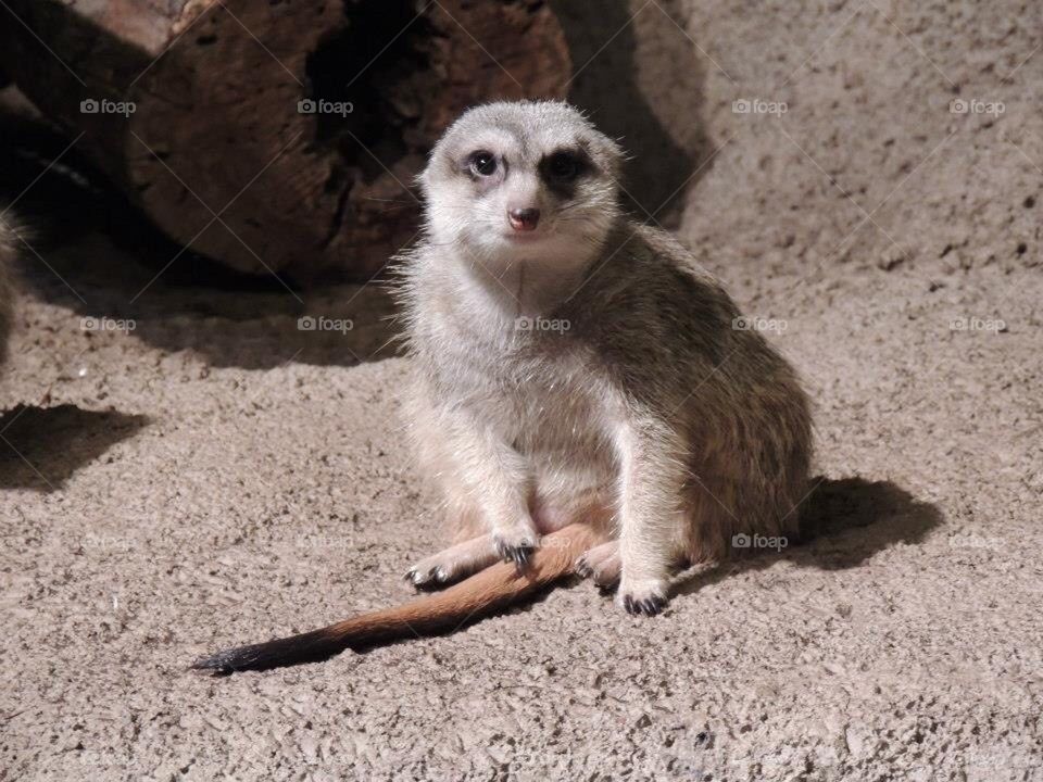 Meercat