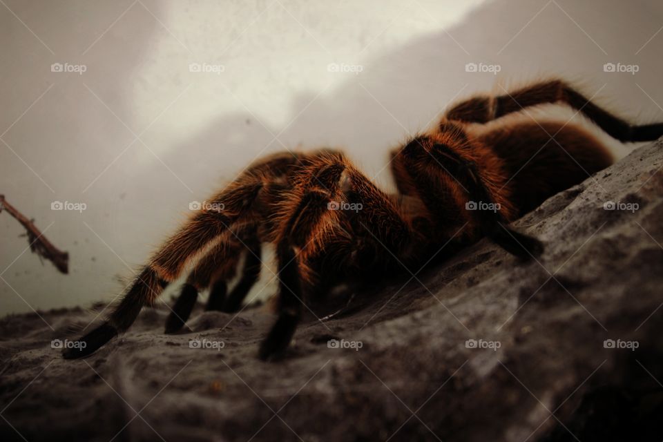 spider