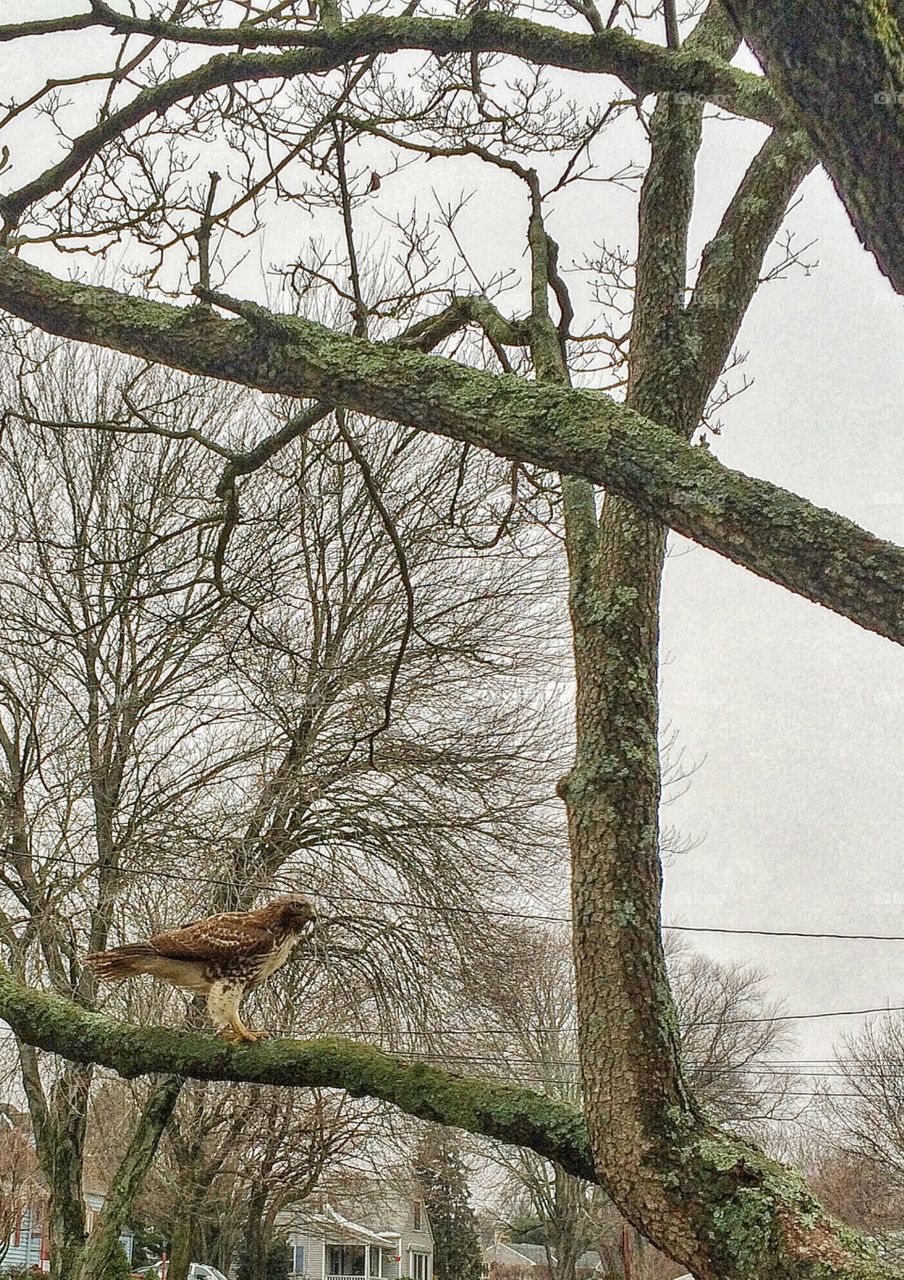 Red Tailed Hawk