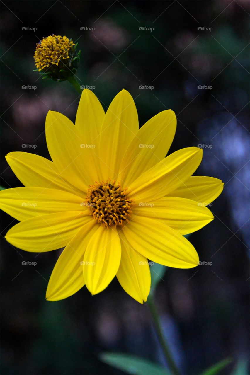 Closeup of a yellow flower