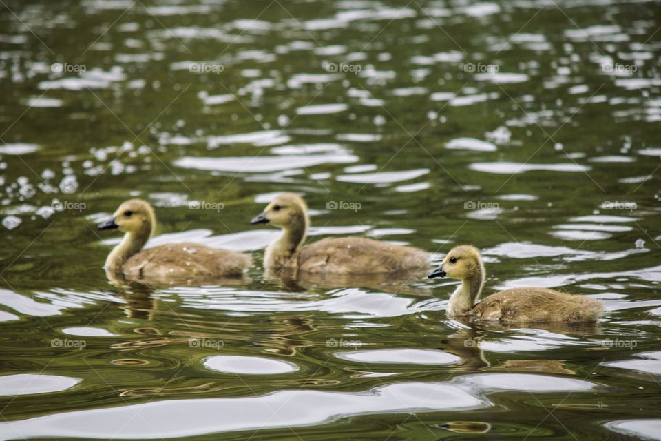 Young goslings taking a swim 