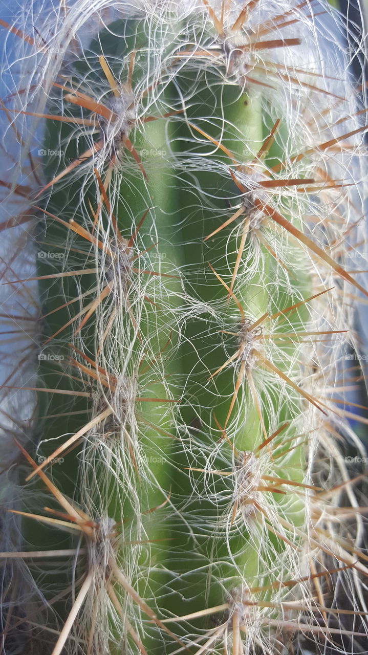 old man cactus