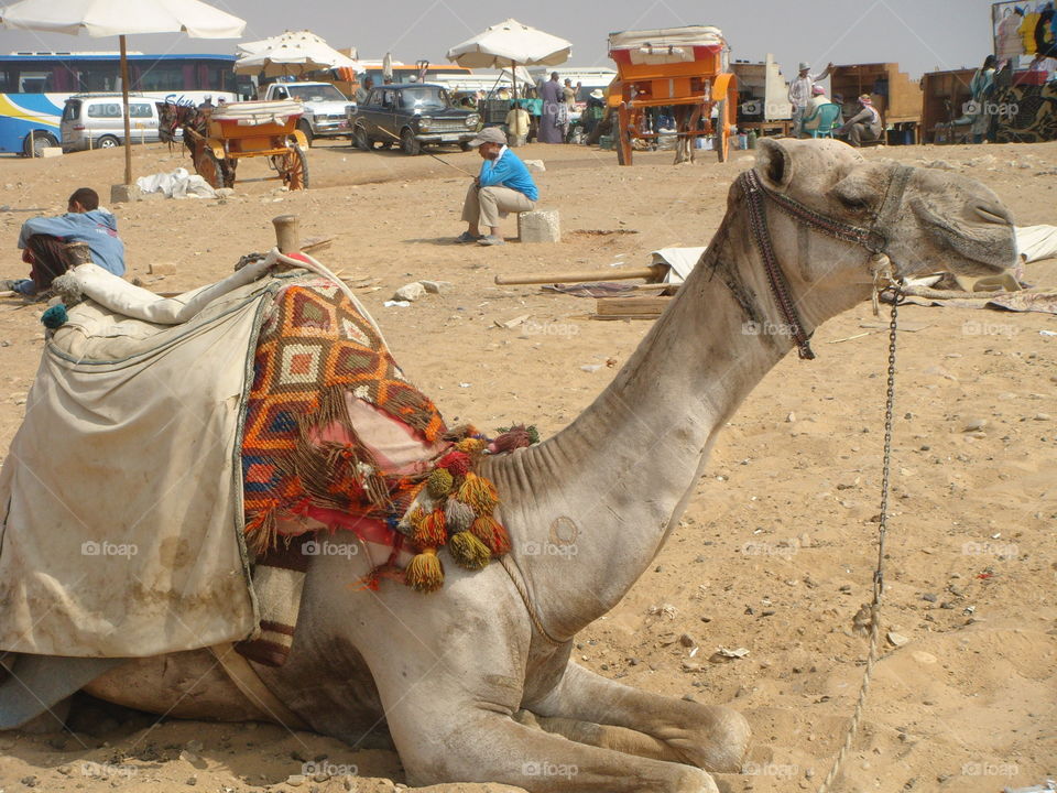 Camel at Egypt. Camel at Egypt