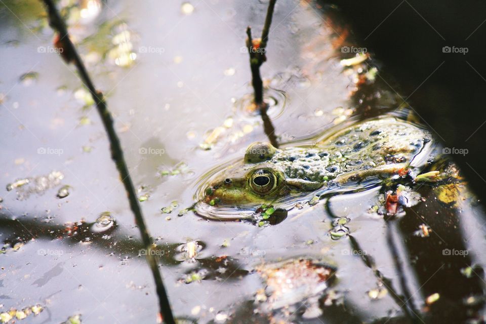 Someone's hiding in a water. Maybe it's a prince?