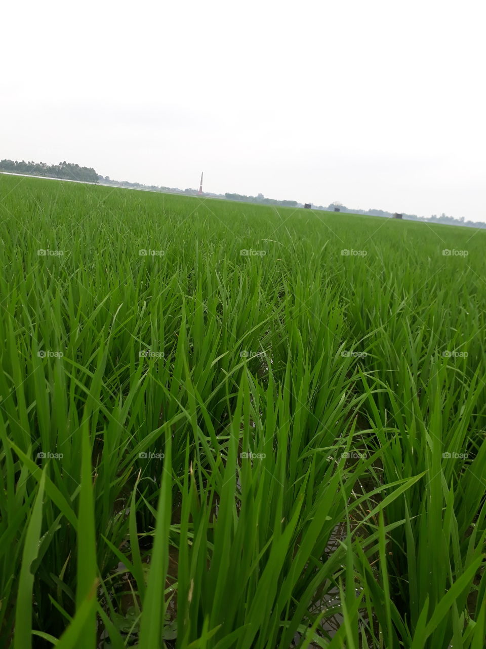 Indian Purdy filled in Indian village