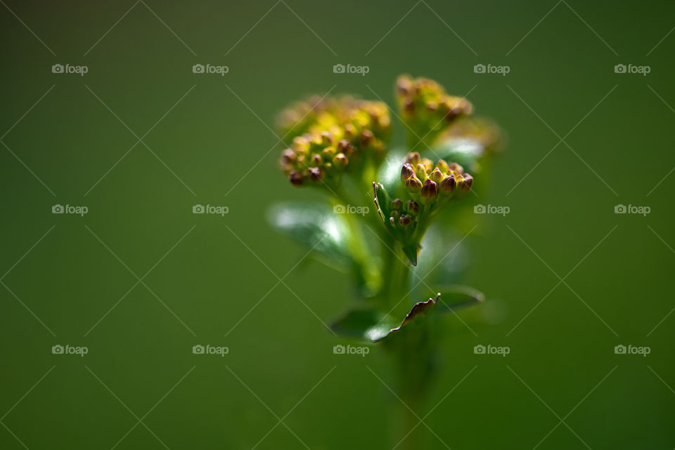 Wild plant on green