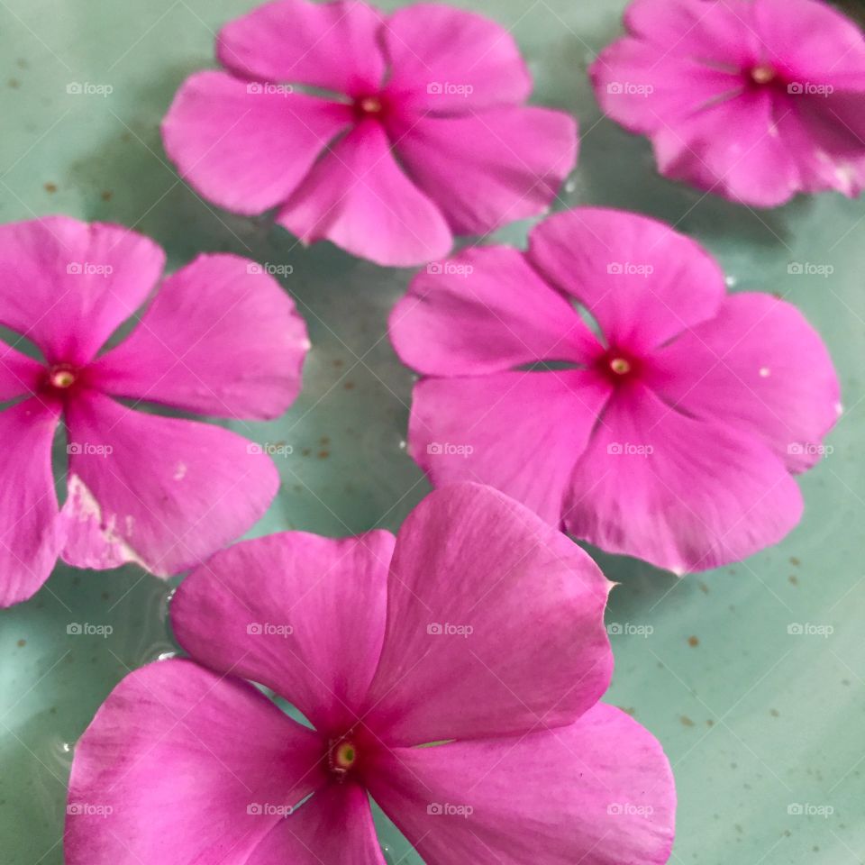 Flowers floating on the water