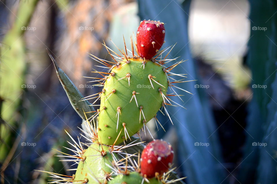 Cactus