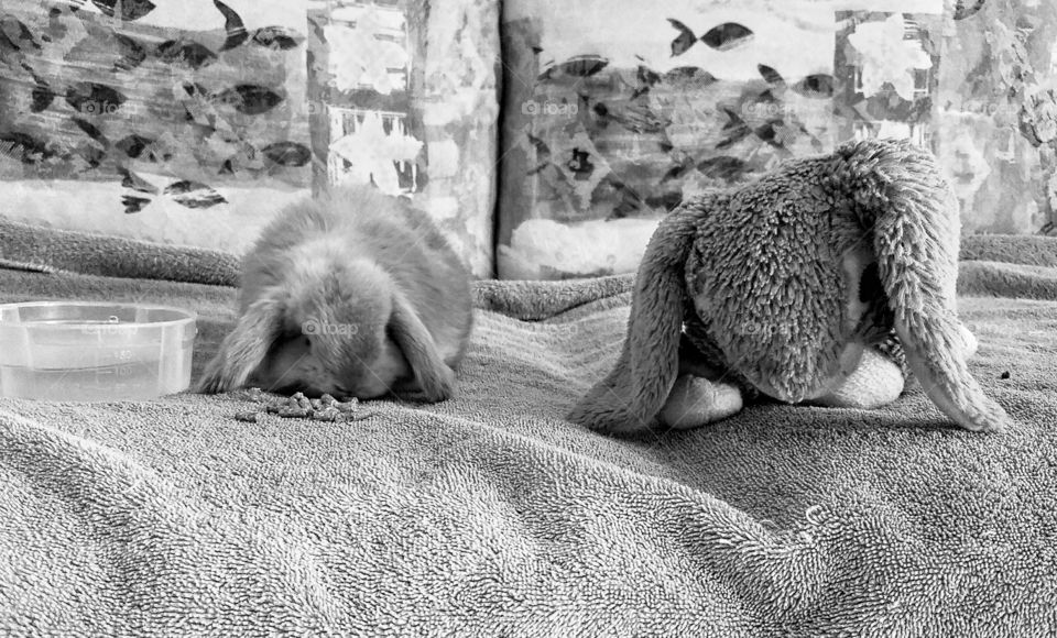 This is another rescued friend, a sweet bunny named Gator next to a toy bunny that shares quite a resemblance. I love the juxtaposition of the two in black and white here.