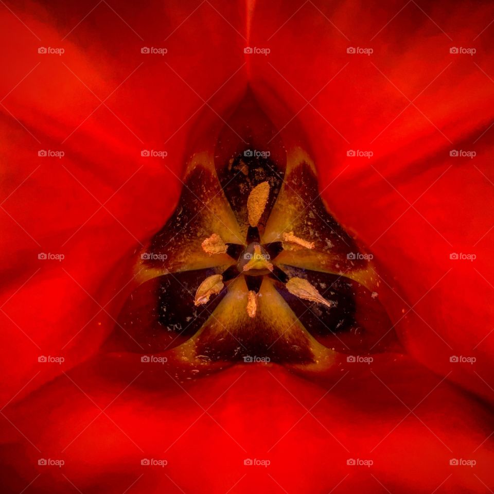 The heart of a tulip 