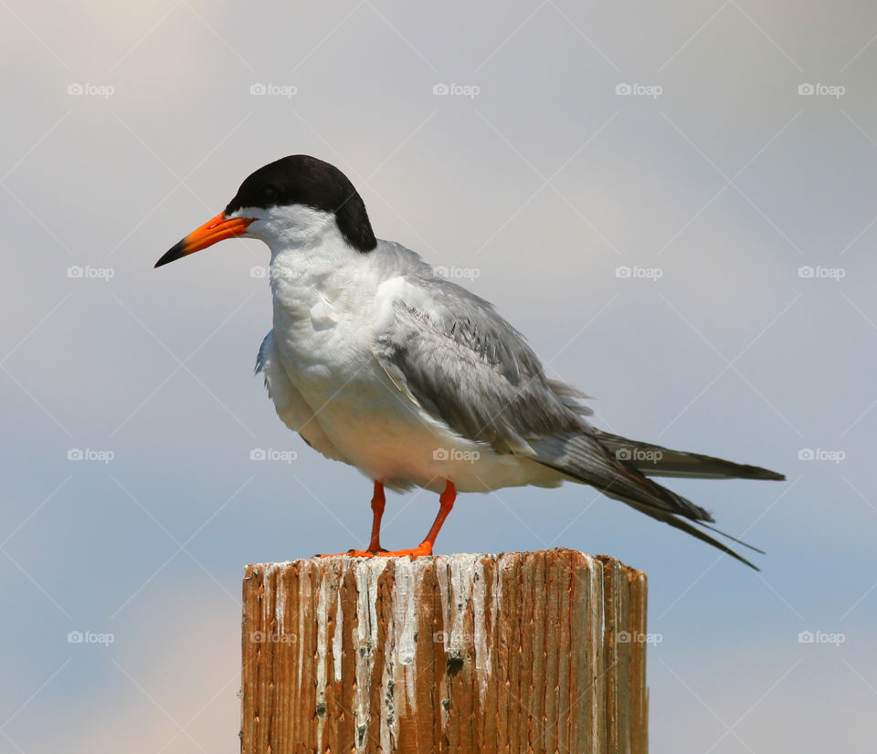 Term Bird on a post