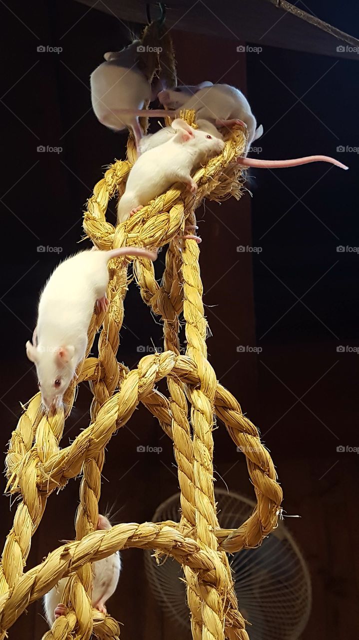 Rats on ropes