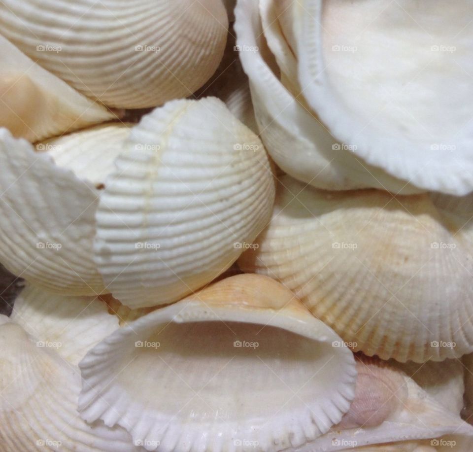 Shells