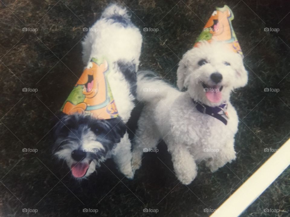 Birthday Dogs. Dogs in birthday hats