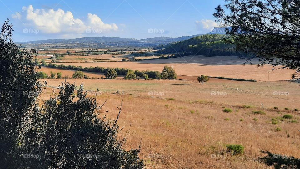 Panoramic view of crops at the Mediterranean area, mountains at the background with a blue sky with some fluffy white clouds. Pina, Majorca (Spain)