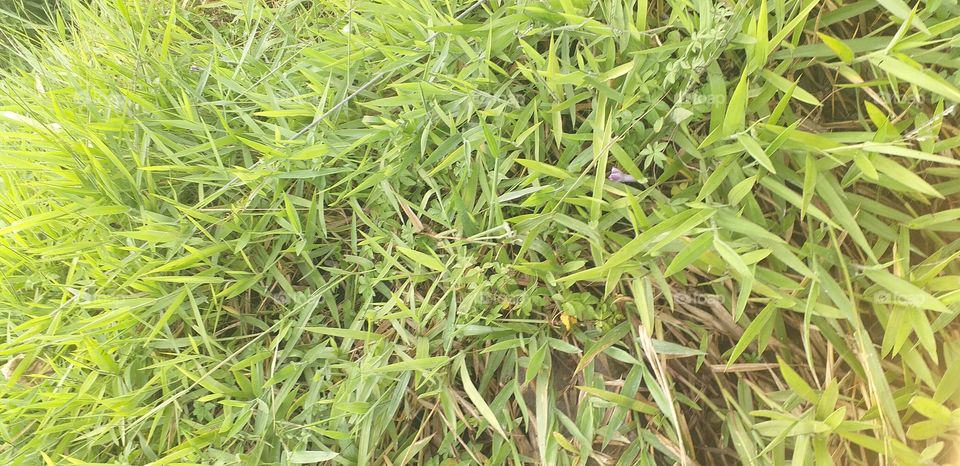 nice green grass beautiful view