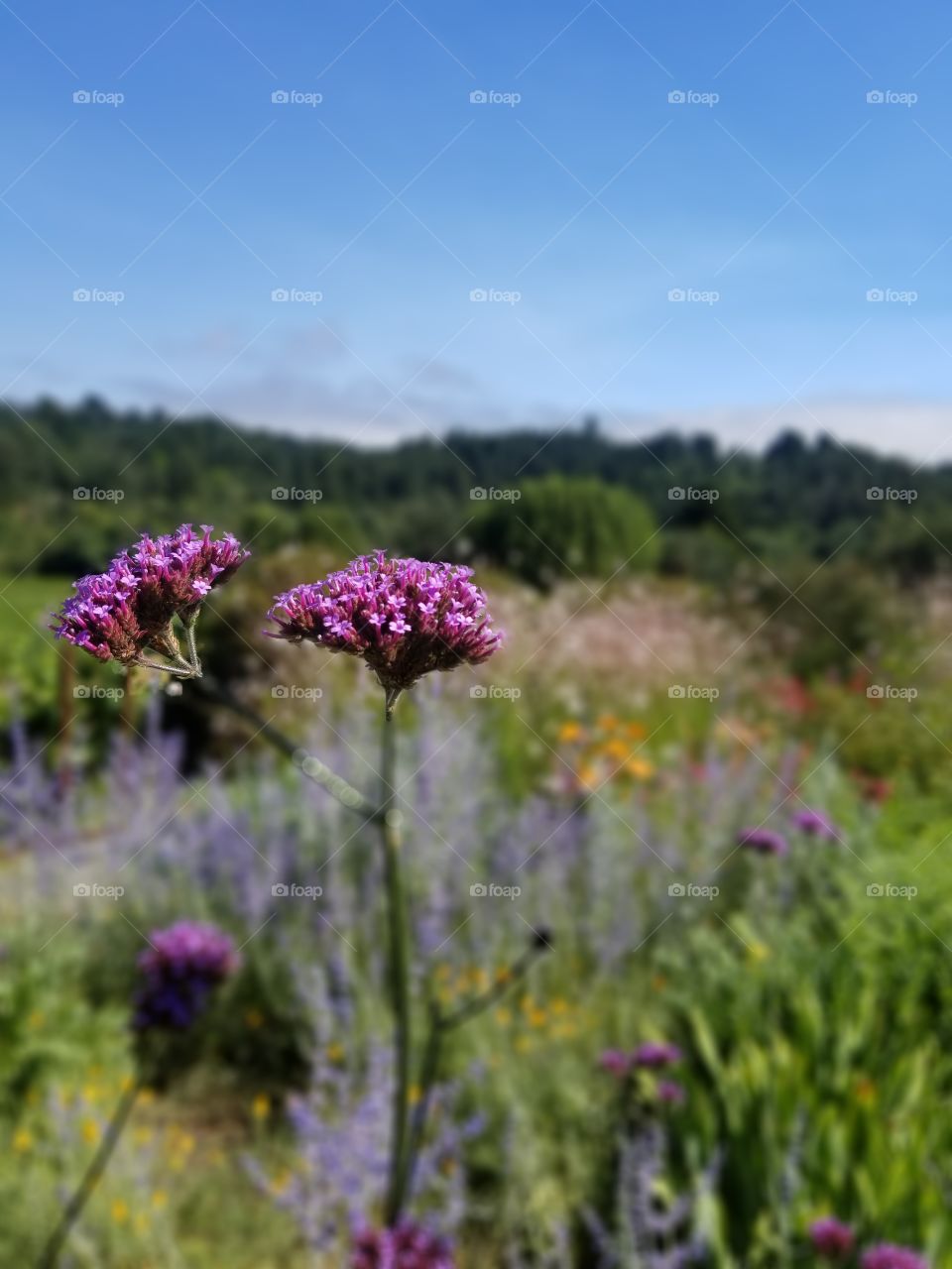 Flowers on the vineyard
