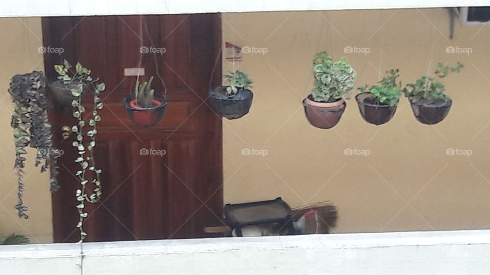 hanging plant outside my door