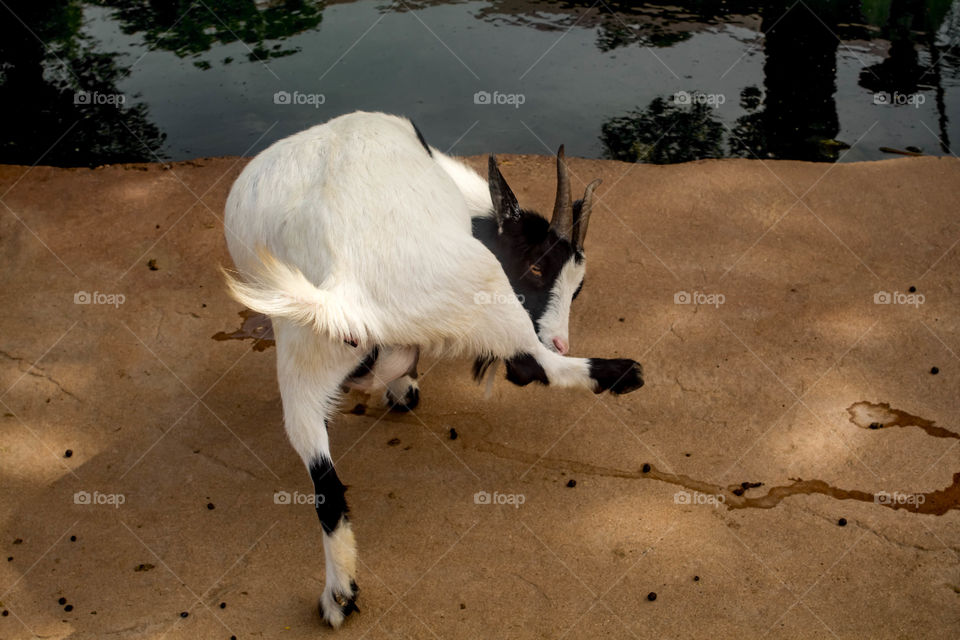 Funny goat licking own leg