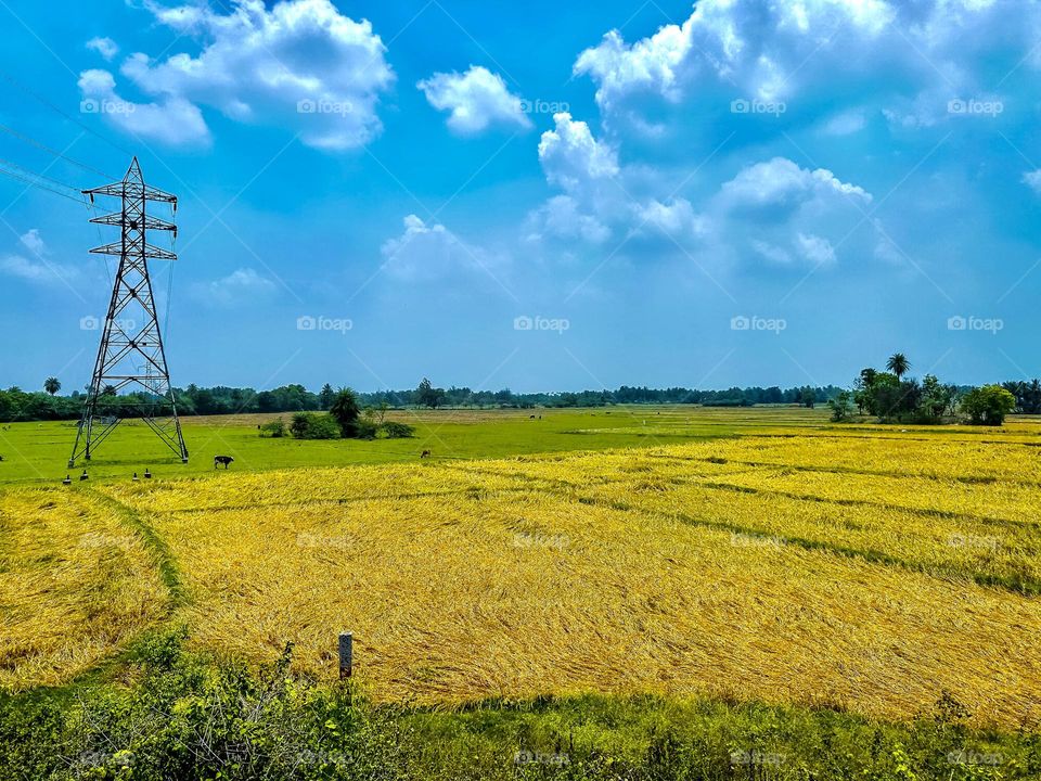 Meadow - Field - broad day light - cloudy 