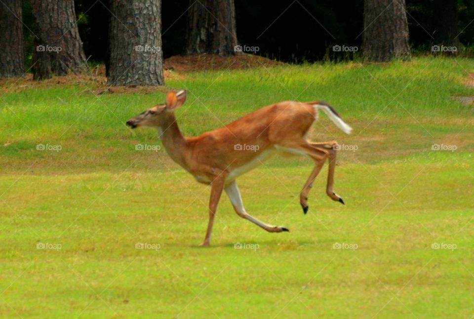 South Carolina Deer 3