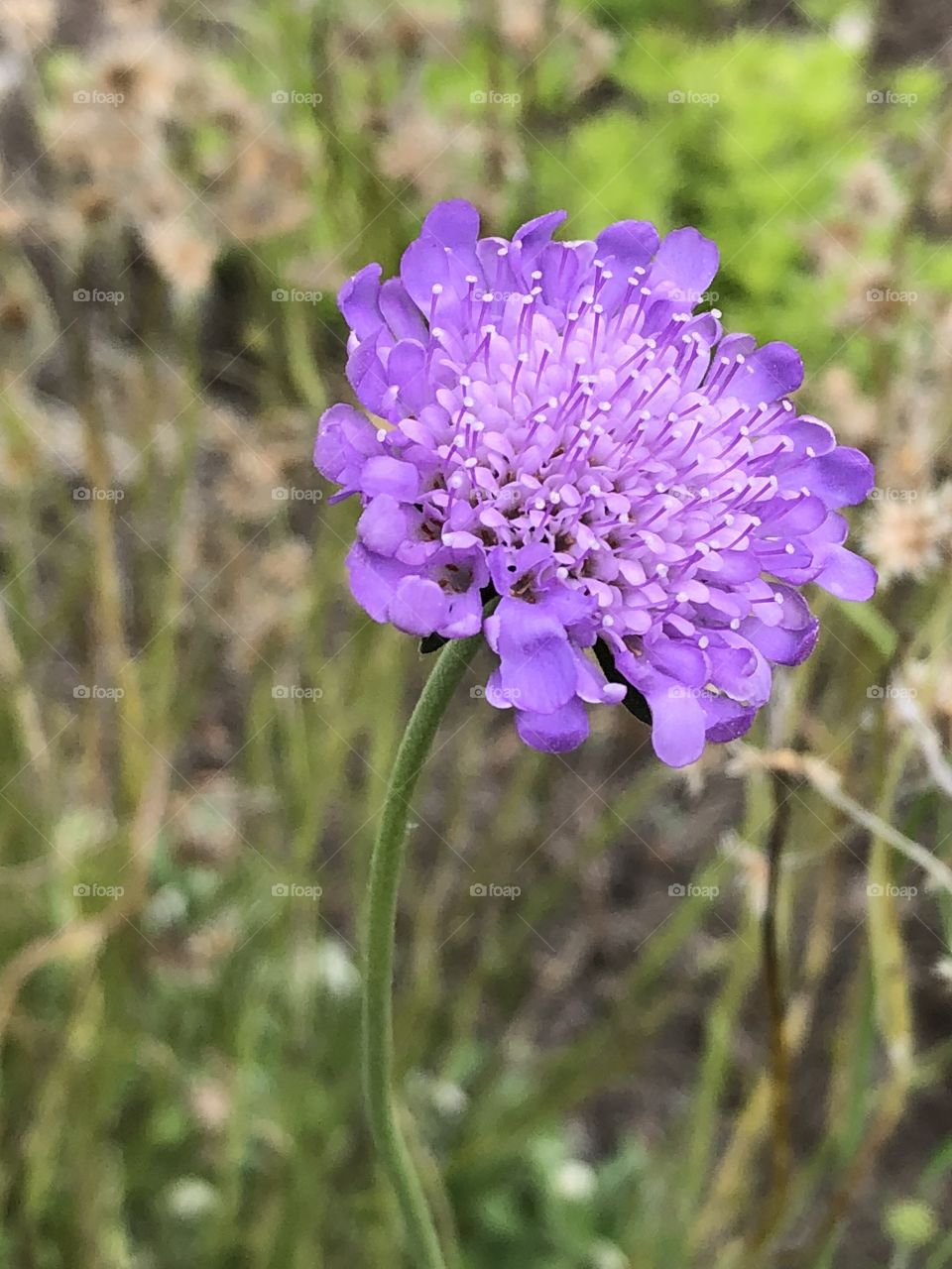 Sometimes I wish I knew more about botany or took better notes when I took a picture of this gorgeous flower. I’d love to be able to identify it for you! 