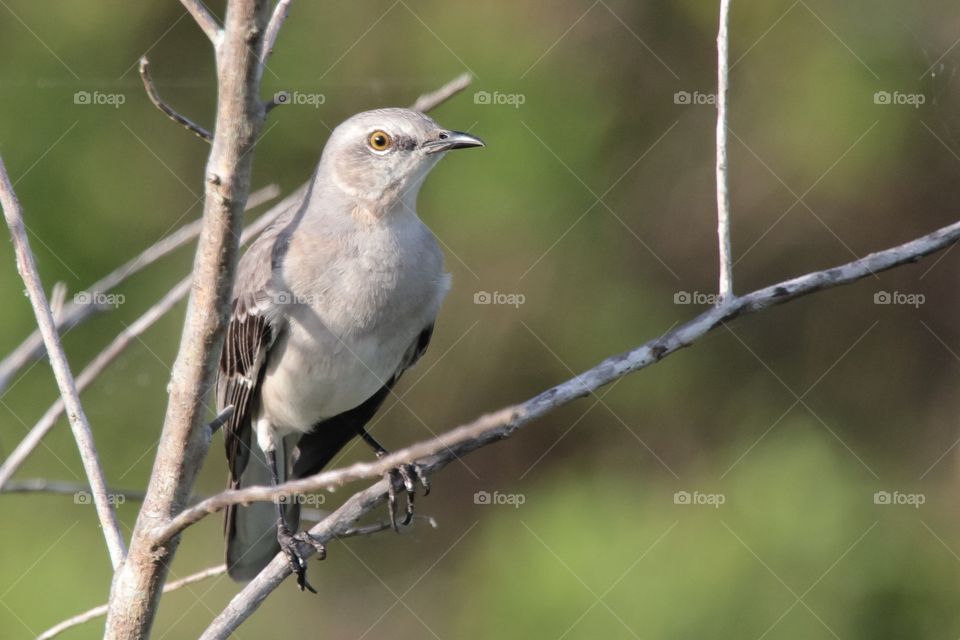 Northern Mockingbird