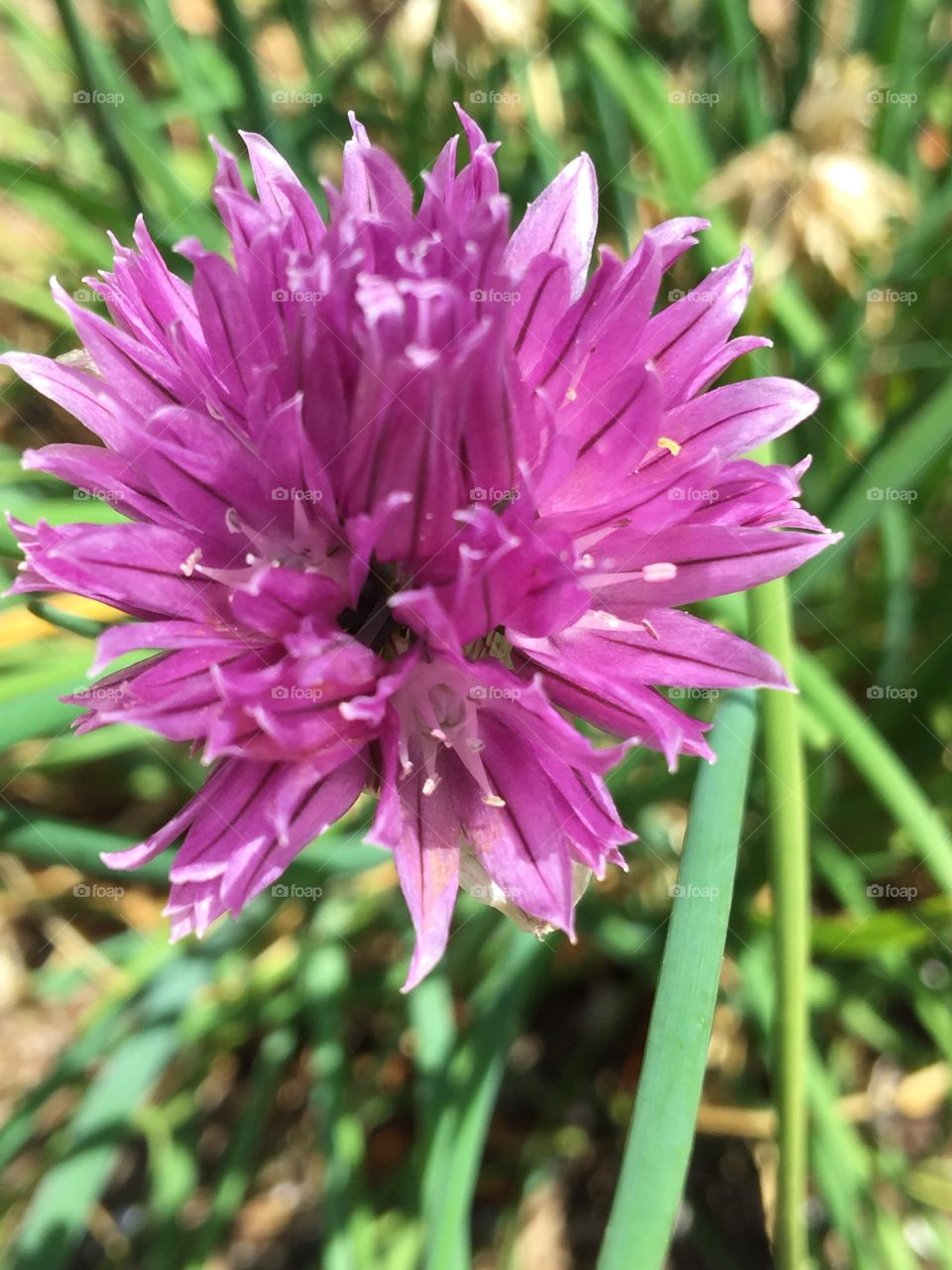 chive blossom.