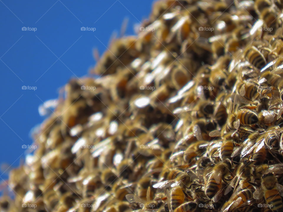 Bees congregating