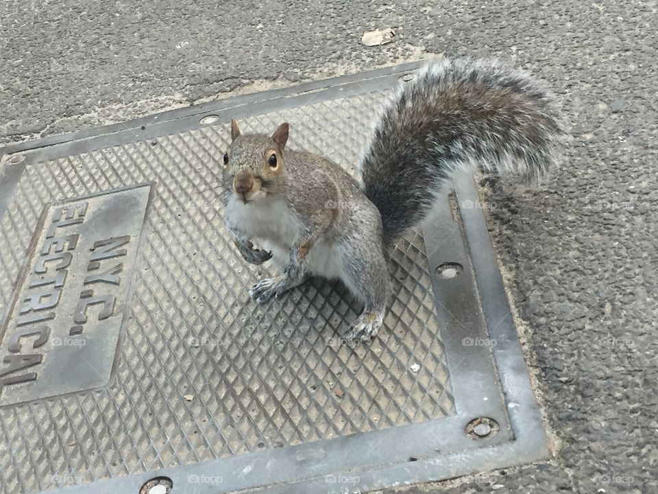 Squirrel in NYC. 