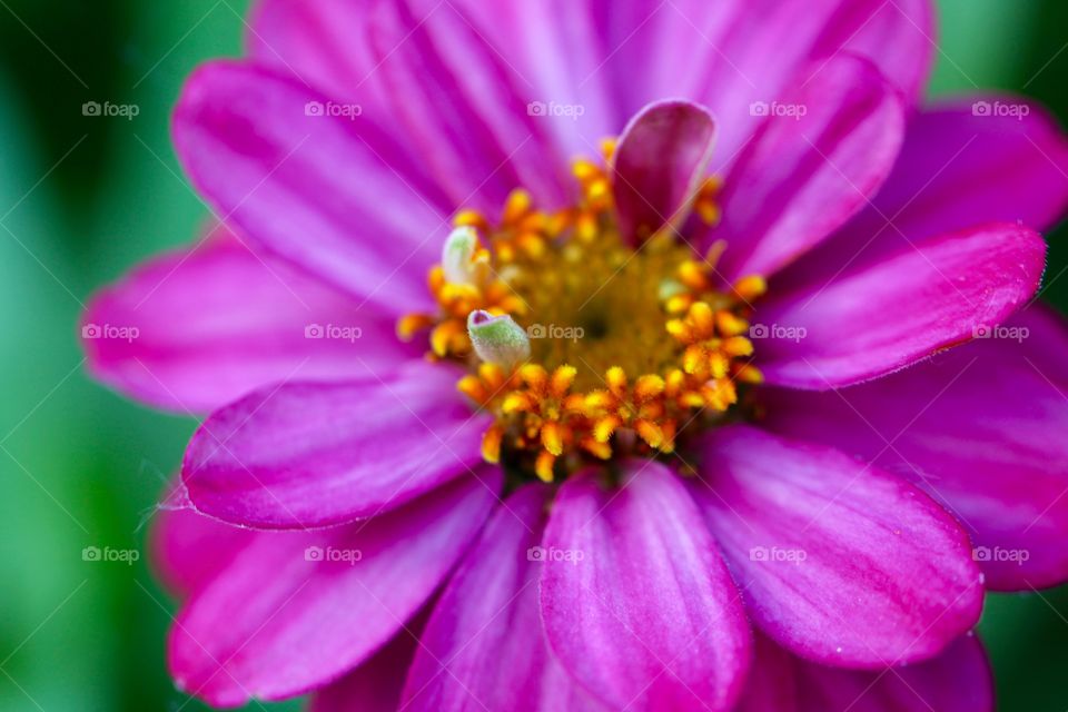 Pink petals opening