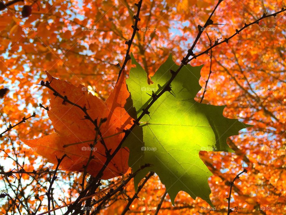 Close-up of autumn leaf