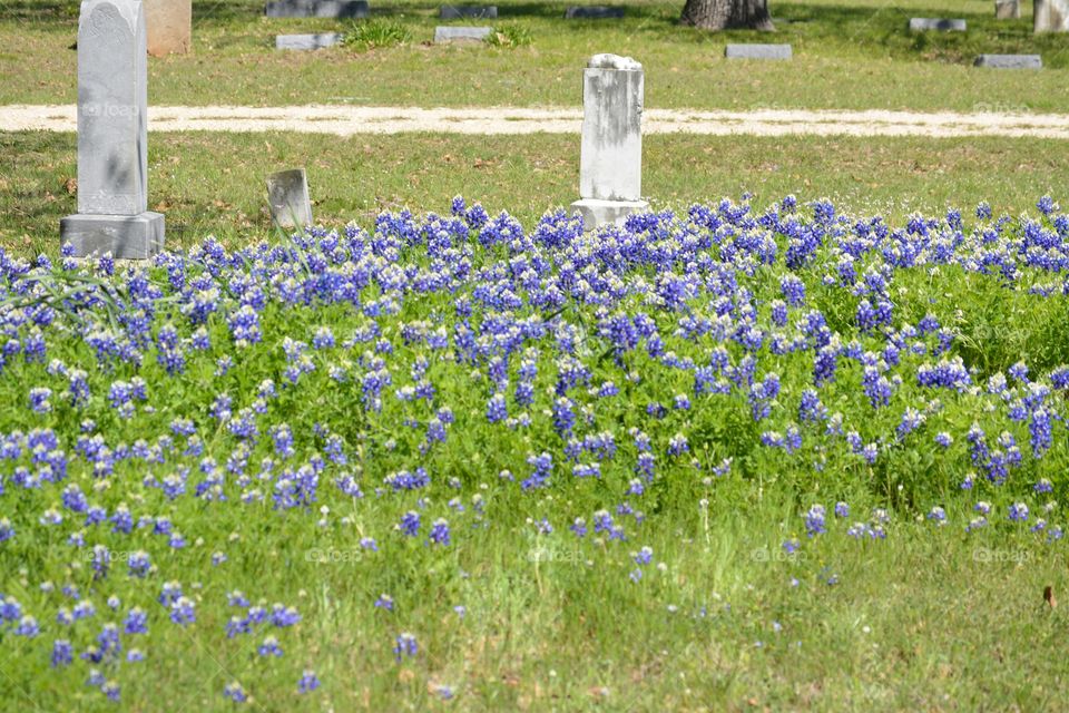 Blue Bonnets in a Cemetery in Texas . Texas cemetery with blue bonnet flowers